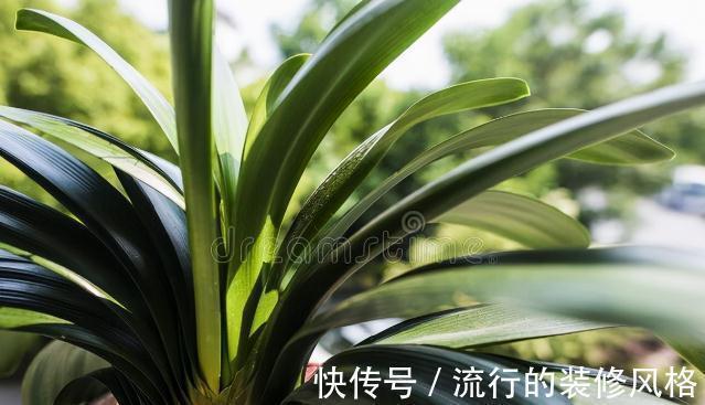 君子兰|君子兰有3个症状,及时处理,否则花期不开花