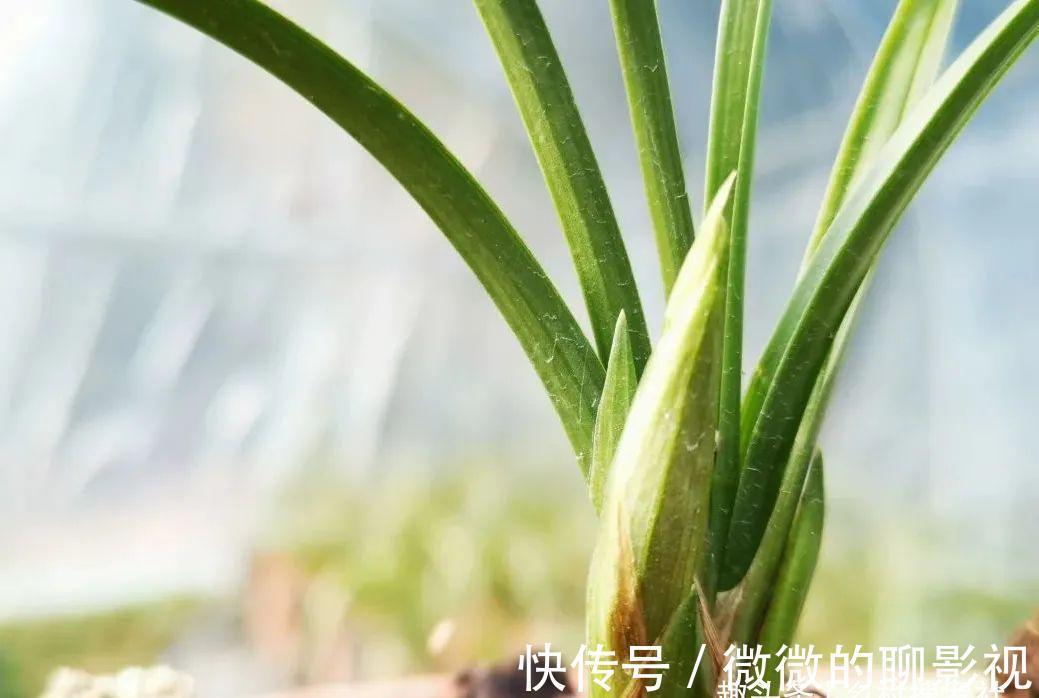 兰花茎腐病有特效药吗?兰友说:无非这3种,有效而且使用简单