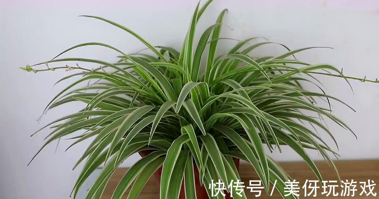 叶片|9种养不死的花,绿萝只能排最后,再养不活就剁手吧