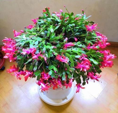 小花|养蟹爪兰这4个千万不能放，很容易黄叶掉蕾，赶紧搬到这2个地方