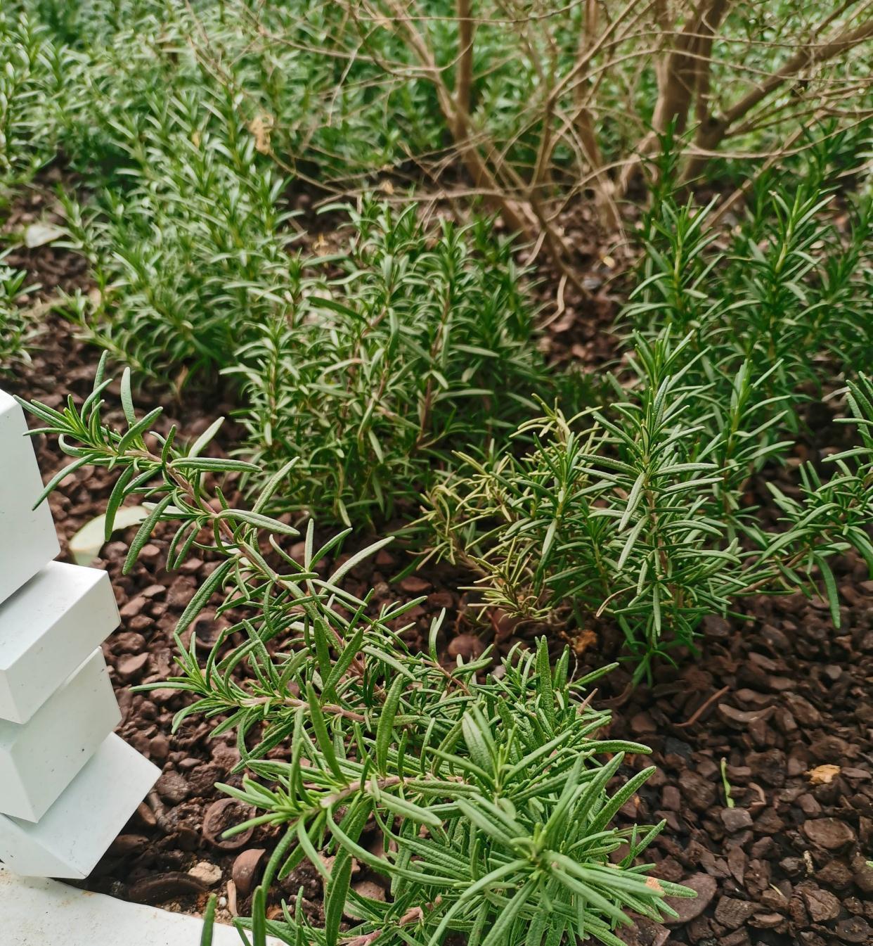 枝条|阳台养一盆它,皮实好养,散发香味、四季常绿、家里高级有氛围感