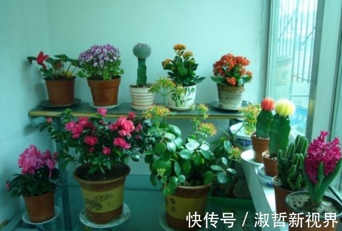 养花|浇花看似简单，其实有很多讲究，学会4点后，植物再也不烂根了