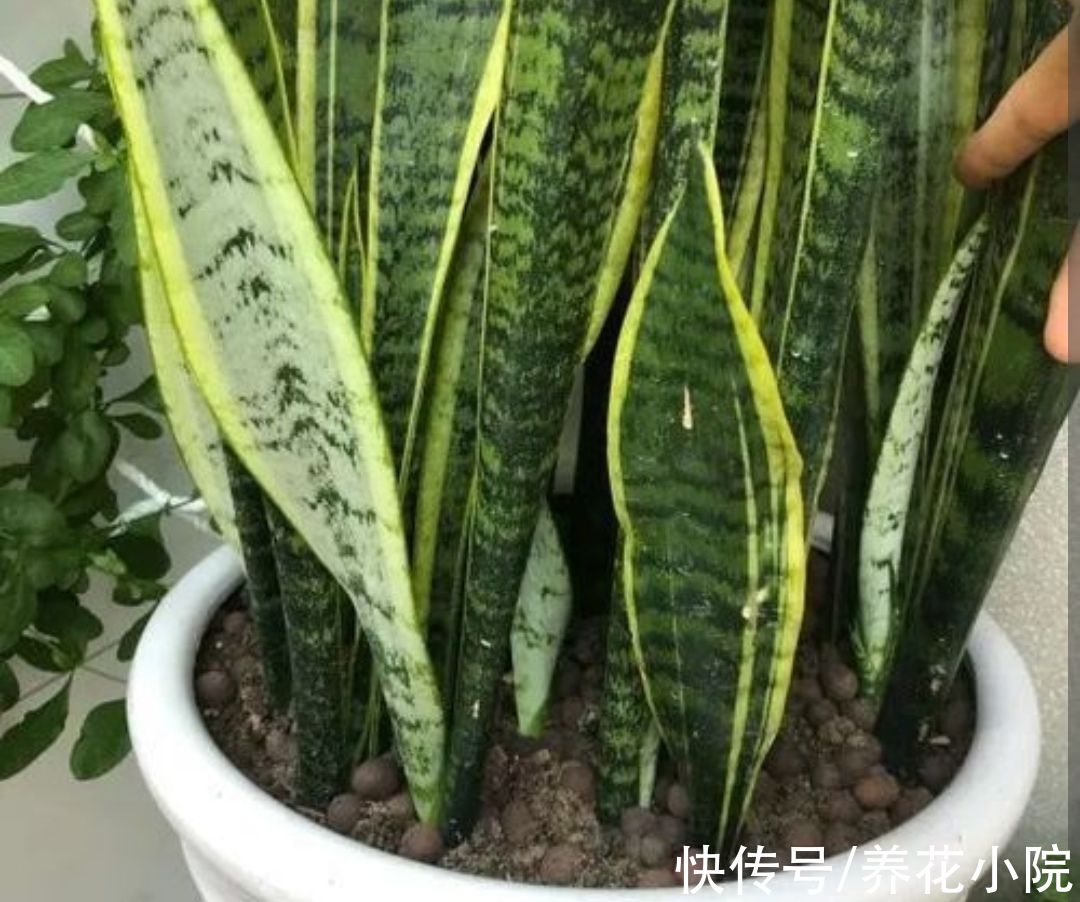 叶子|养虎皮兰，施肥有“讲究”，难怪盆土坚硬，不长新芽