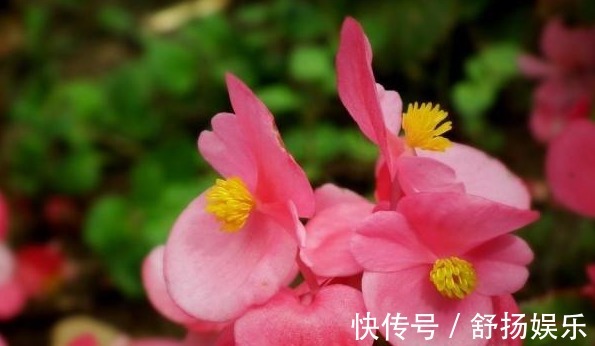 阳台养花,只要避免这些问题,花养出来旺盛,开花多,要收好