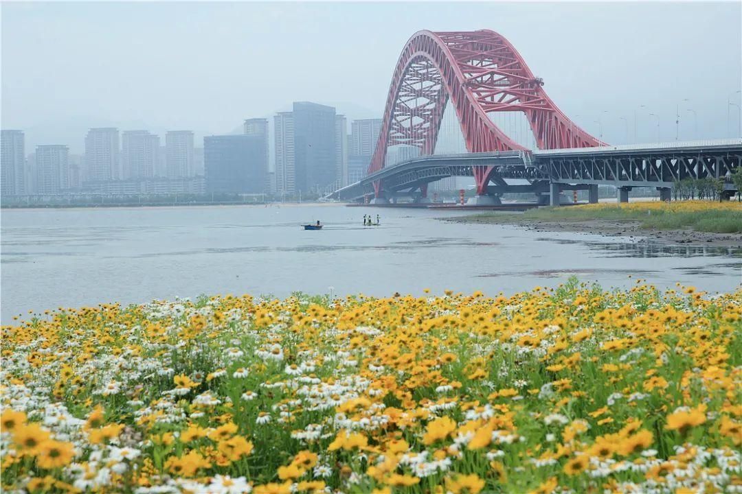 大滨菊|错过等一年！宁波这些花海快打卡