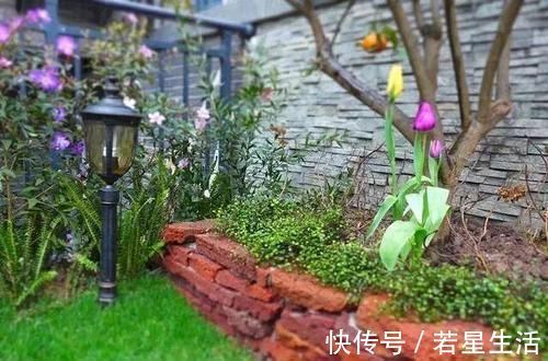 花花草草|晒晒我家40平小庭院,喝茶赏花岁月静好,邻居天天跑来蹭玩