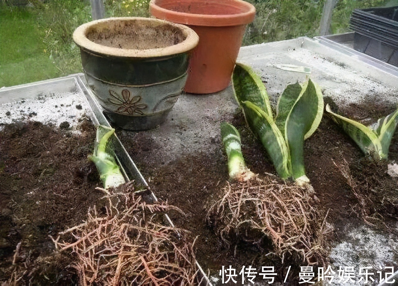 虎皮兰有“3怕2不喜”，难怪东倒西歪，从不出“新芽”