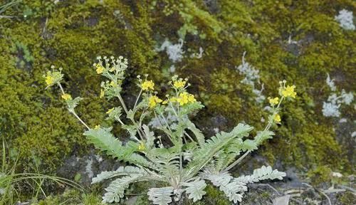 功效|农村一种毫不起眼野菜,农民拿去喂猪,殊不知是名贵中草药