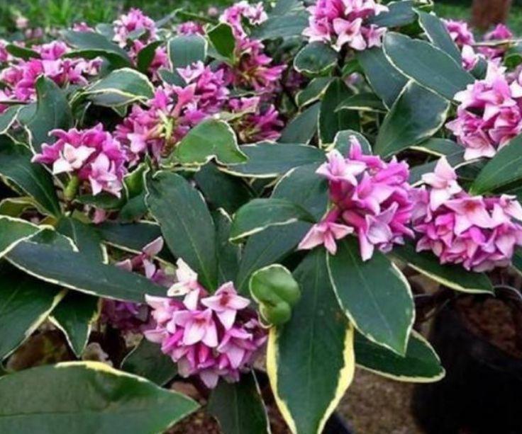 4种花好养又漂亮,花朵大花期长,花朵迷人,阵阵花香