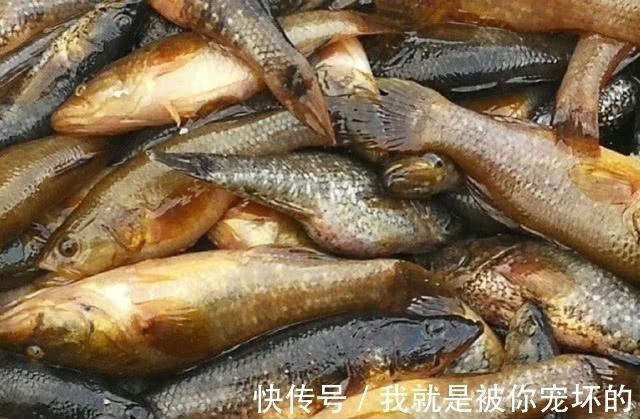 东北的老头鱼是一种什么鱼?生活在野泡子里,冬天冰封也冻不死