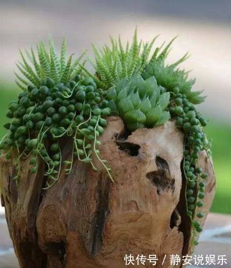 老公不听劝非要把树枝当花盆，邻居都看不起，结果却傻眼了！