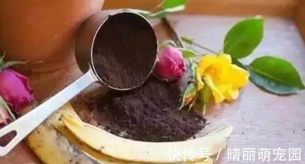 香蕉皮养花，用法可真多，泡水、混土、晒干当肥，还能擦叶子