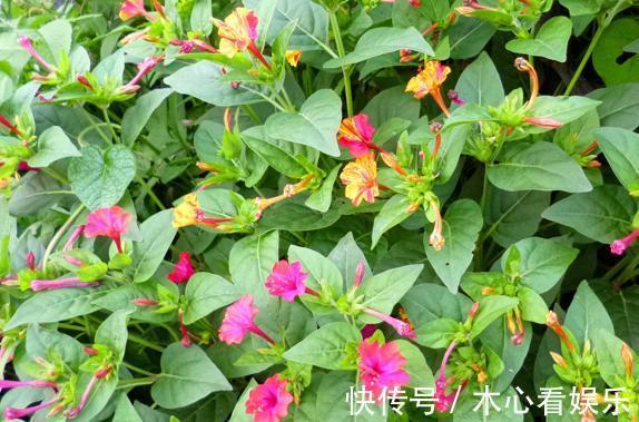 紫茉莉，又名胭脂花！居家盆栽注意4个小方法，叶绿花多！