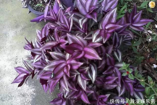 这3种吊兰千万别这么养,不然疯长爆芽,控制不住!