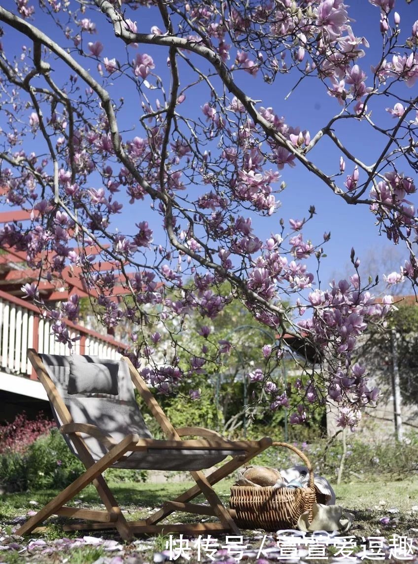 庭院种什么树最吉利,还好看?