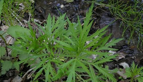 预防|30岁女性，常吃3种食物，排出毒素，保持子宫干净，预防妇科病