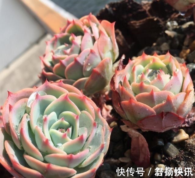 玉蝶|喜欢养多肉，应该挑战一下玉蝶，可以控出这状态，不得不佩服