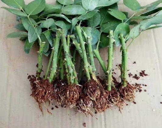 月季“切根枝”，再抹点“白砂糖”，一沾土就生根，盆盆爆满花