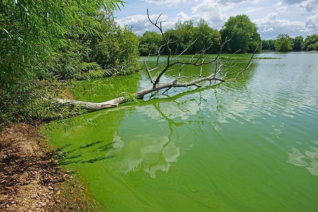 太古代 人类统治地球真的王者已经主宰了35亿年