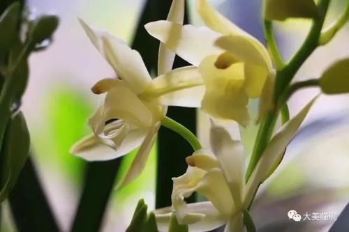 看看小编的兰花