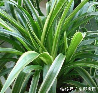 神仙水|养花就用这三种神仙水,比花肥好用100倍,养啥都能爆满盆