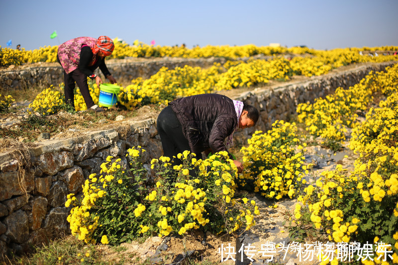 谷赏菊品菊|秋日自驾山东新泰，万亩花海良心谷赏菊品菊