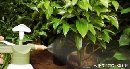 开花|张大爷养花,加点生长剂,叶绿开花多,养啥都爆盆