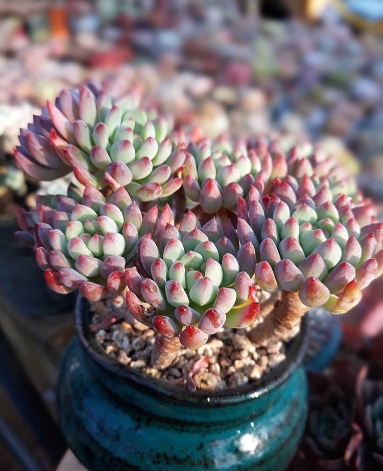 多肉越养越小,干瘪干枯看这里就知道了,这么做还“有救”