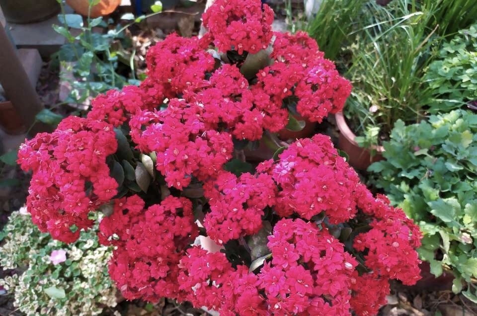 长寿花不能养得“太长寿”，难怪开花少、还容易生病