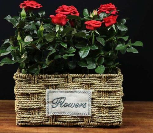 养花|自来水养花会把花浇死？教你3种方法，任选其一，花朵翠绿又旺盛