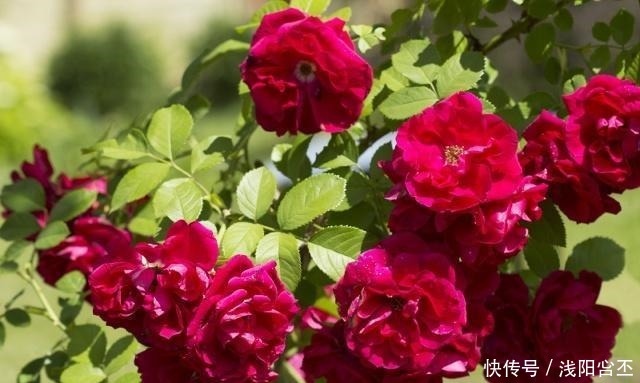 4种生长很快,又耐寒的花,打造花墙别错过!