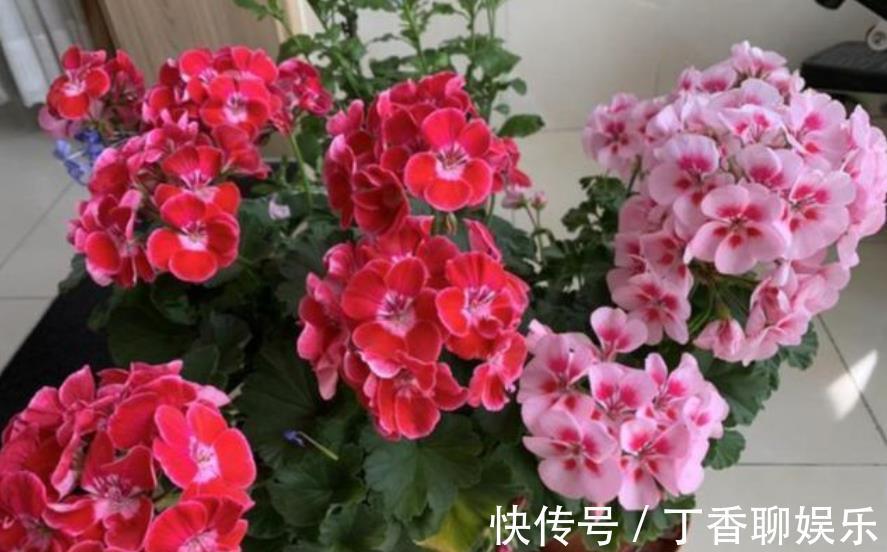 花卉|9月逛花市，推荐你买5种花，带回家就能有花赏，一开就是大半年