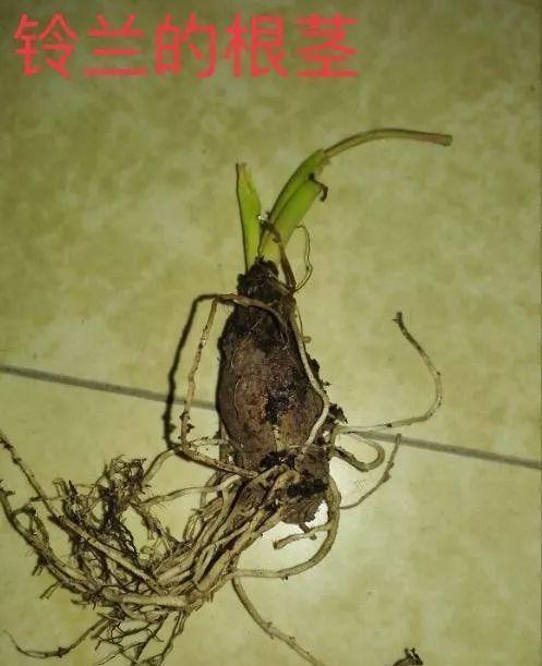 仙客来|想要养好球根花卉,这4点要注意,赶紧学起来,每年都可以开花