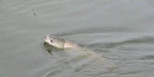 野钓|野钓必杀饵料,通杀青草鲤,大鱼一条接一条,拉杆到手臂疼