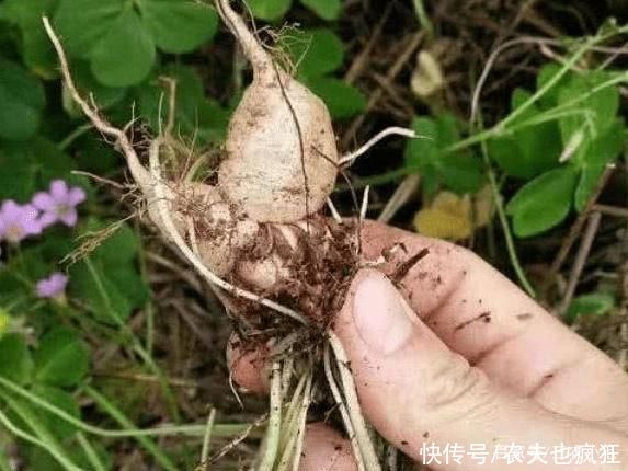 植物|它叫三叶酸，很多人只摘叶吃，却不知地下藏“水晶萝卜”，吃过吗