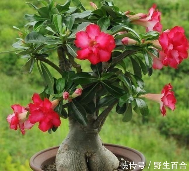 这几款植物养在家里,人见人爱,浇水点就疯长,要多美有多美