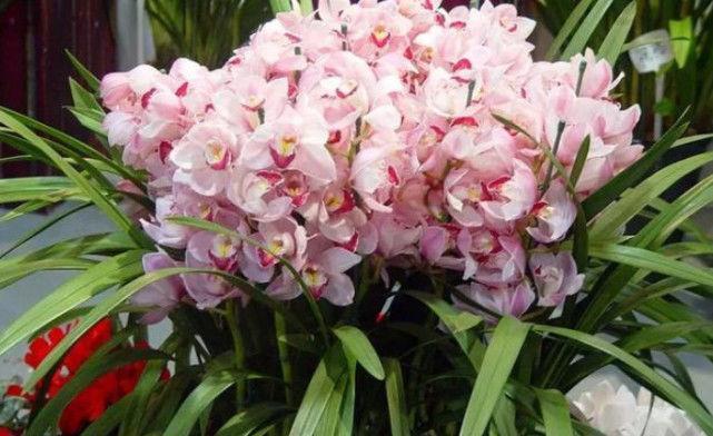 对待懒人超友好的花卉,冬天一样开花,既好养又漂亮,花朵艳丽