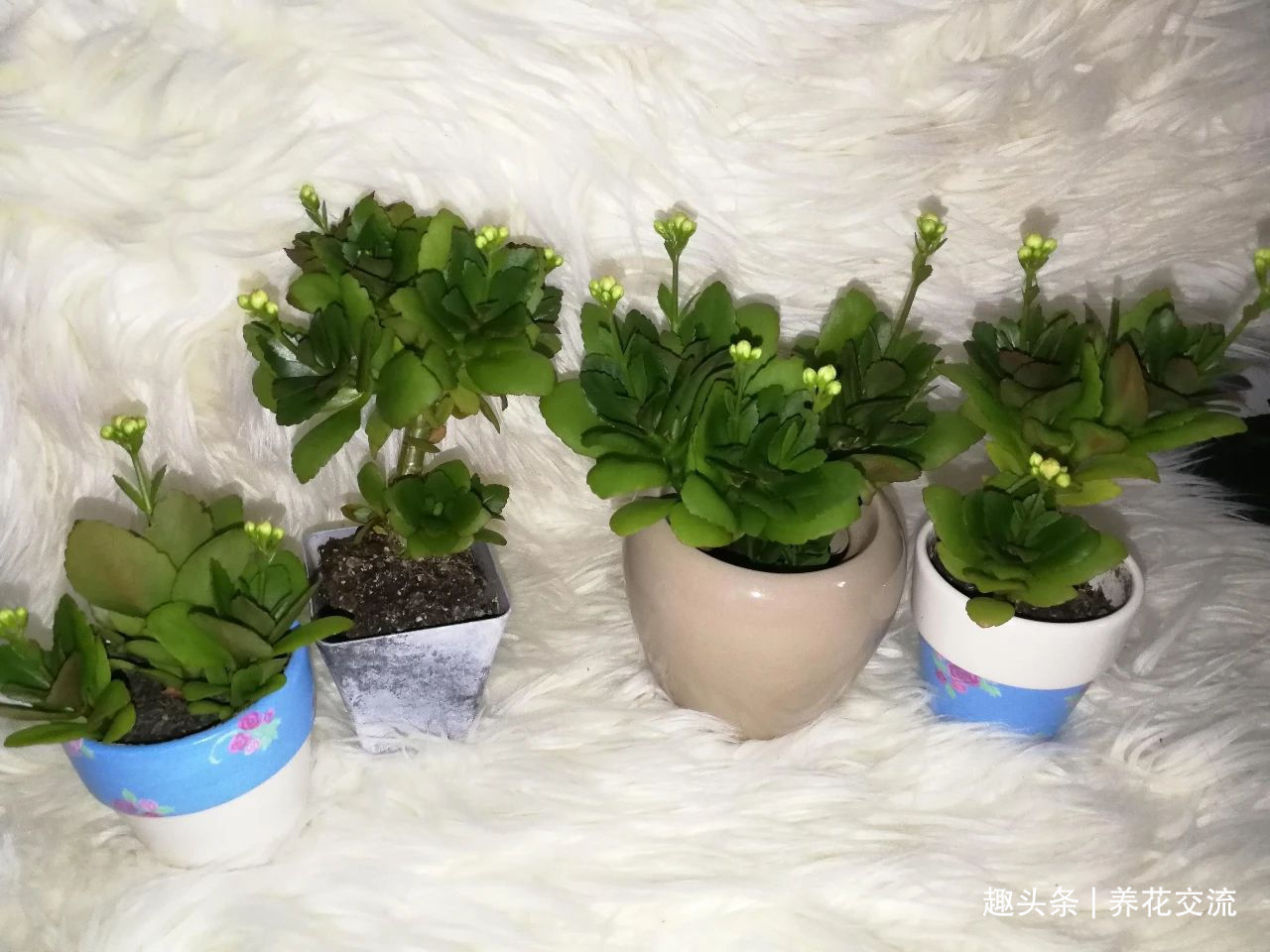 缓释肥|室内盆栽长寿花开花指南,光照比肥料还重要,想要复花要学会修剪