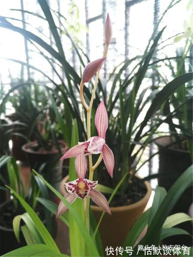 一窝兰花怎么分,既能分成单株,又能株株成活?不难,看秘笈!