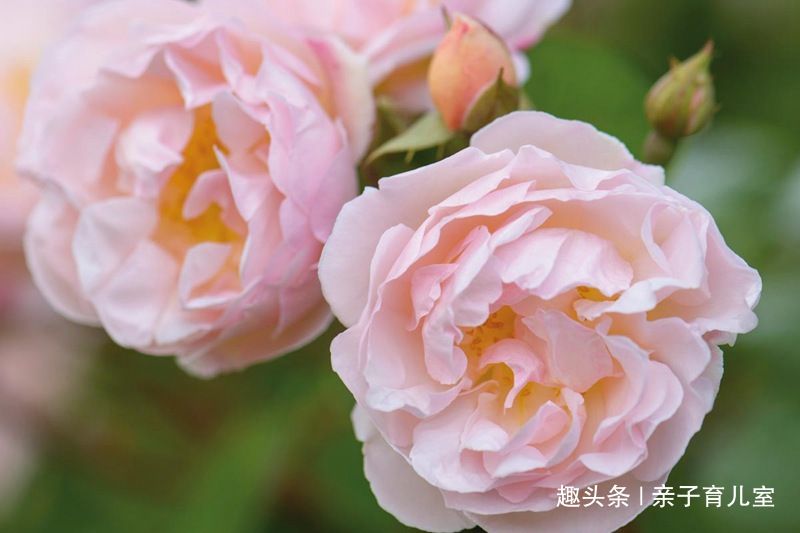 喜欢玫瑰，不如就养“高档玫瑰”莱克夫人，花开妖娆，高贵优雅！