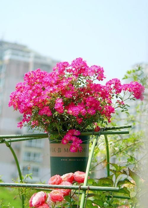  花型|花型最小的月季，一开就是上千朵，抗病性强，香味清新，养护简单