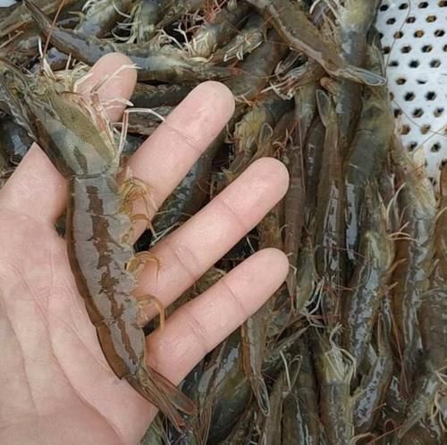 活虾|保存大虾,直接冷冻是大错渔民教你1招,1年不坏,和鲜虾一样鲜