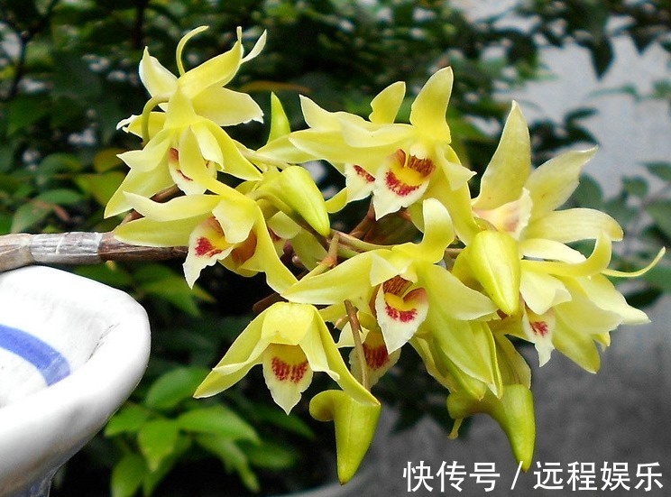 喜欢在阳台养护花卉，就可以选择花色艳丽，花期长，好养护的花卉
