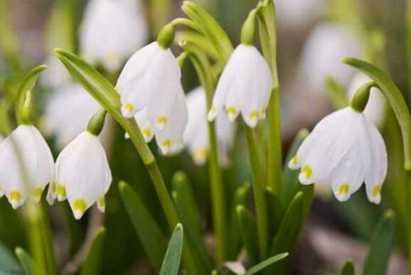 几种花适合养，比空气净化器效果好，空气清新、心情好！