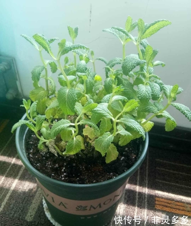 被低估的“三种花”,叶片自带香气,家里摆一盆,家人更健康