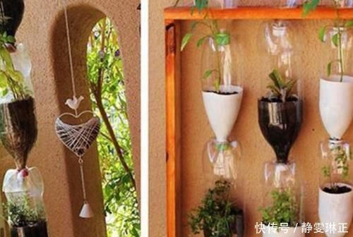 家里养花怎能少了它们!当花盆,独特、美观又省钱!