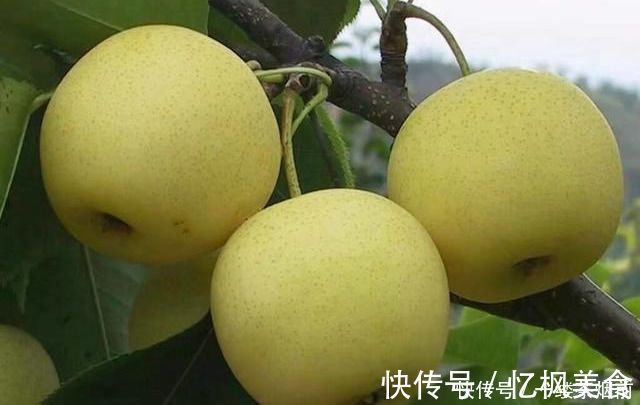 梨子梨|对身体最好的3种食物，美容养生、延缓衰老，好处多多
