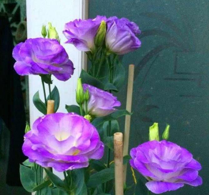 大家最喜欢的4种花,好养开花漂亮,比绿萝好养,美爆阳台!