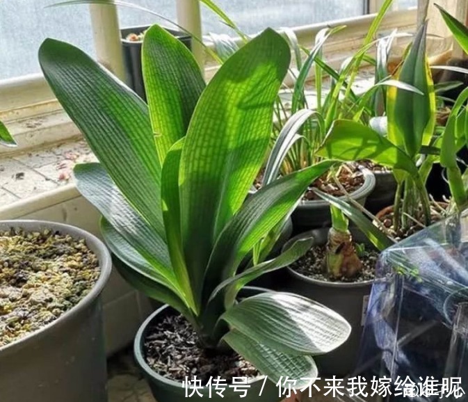 君子兰3大养护难题，一次性给你解决，今年准时开花！