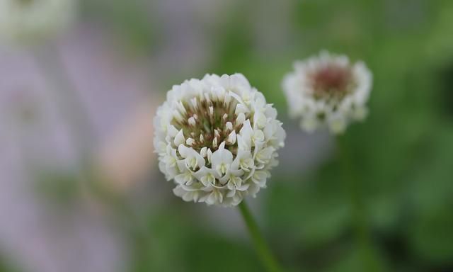 慎言|人活着，少说话